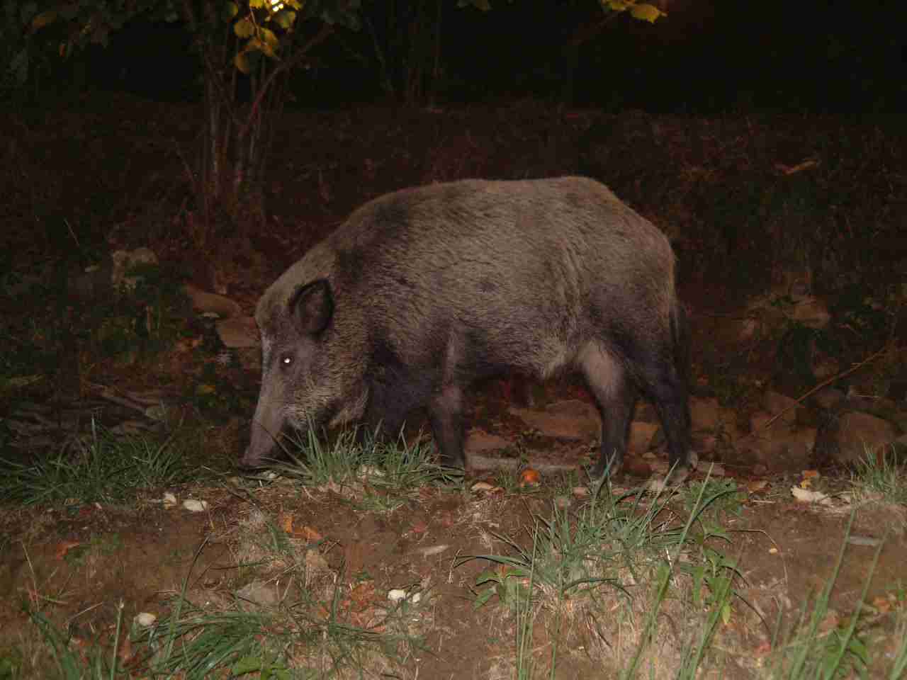  Image name: Fausto.JPG 
 width: 1280 pixel 
 height: 960 pixel 
 Size: 54060 bytes 
 Click to enlarge 